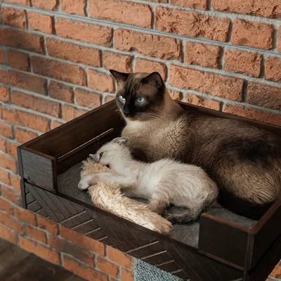 Fa ágy macskáknak szürke szövethuzattal, kaparófára szerelve. Két macska fekszik benne, az egyik plüssjátékkal játszik.