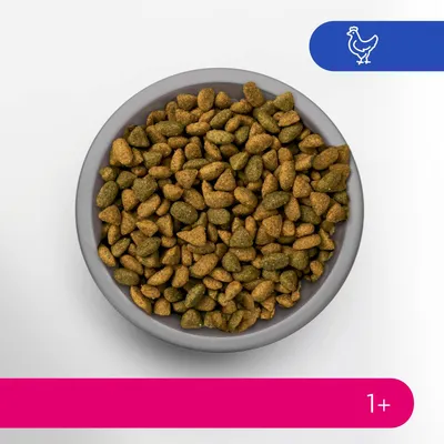 Croquettes bicolores dans une gamelle grise, pictogramme poulet en haut à droite, indication d’âge 1+ en bas à droite sur fond rose