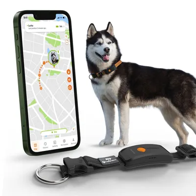 Weenect Tracker GPS XT pour animaux de compagnie pour chien