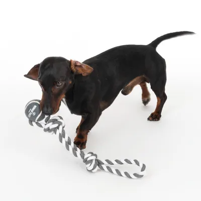 Hund spielt mit einem schwarz-weissen Seilspielzeug, das einen Ball mit der Aufschrift 'bitte werfen' enthält.