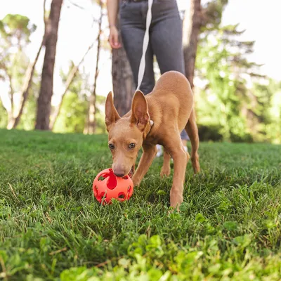 Chien marron en laisse jouant avec une balle creuse rouge sur l’herbe, personne debout à l’arrière-plan. Jouet pour chien visible au premier plan.