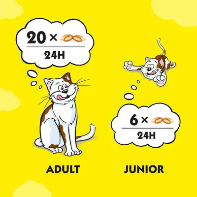 Conseils d’alimentation pour chats : adulte 20× friandises/24h, junior 6× friandises/24h. Illustration de chat adulte et chaton avec texte ADULT et JUNIOR.