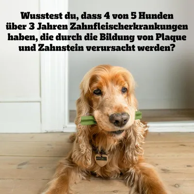 Text: 'Wusstest du, dass 4 von 5 Hunden über 3 Jahren Zahnfleischerkrankungen haben, die durch die Bildung von Plaque und Zahnstein verursacht werden?' Hund mit grünem Kauartikel im Maul.