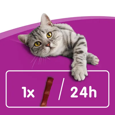 Feeding recommendation: 1 snack every 24 hours. Shown is a grey tabby cat with yellow eyes on a violet background.