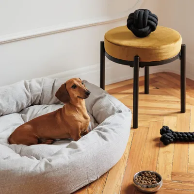 Dog in grey dog bed, next to food bowl with dry food and black knotted toy on wooden floor.