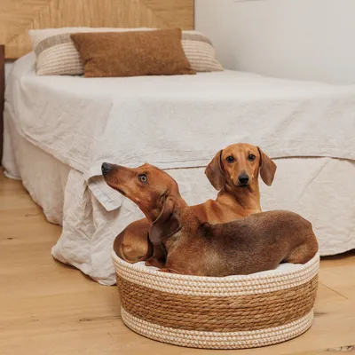 Two brown dogs lying in a round, woven dog bed with a white edge. The bed is on a wooden floor in front of a bed in the background.