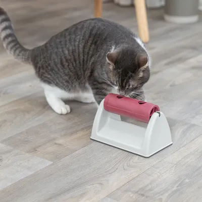 Graue Katze untersucht ein weisses Spielzeug mit rotem Drehmechanismus auf einem Holzboden.