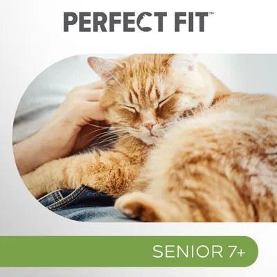 PERFECT FIT Senior 7+, kuva rennosta kissasta ihmisen sylissä.