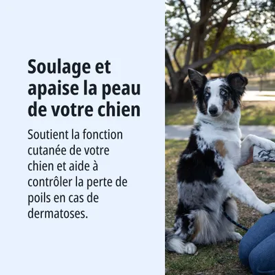 Apaise et calme la peau de votre chien. Soutient la fonction cutanée et aide à contrôler la perte de poils en cas de dermatoses. Apaise et calme la peau de votre chien. Soutient la fonction cutanée et aide à contrôler la perte de poils en cas de dermatoses.