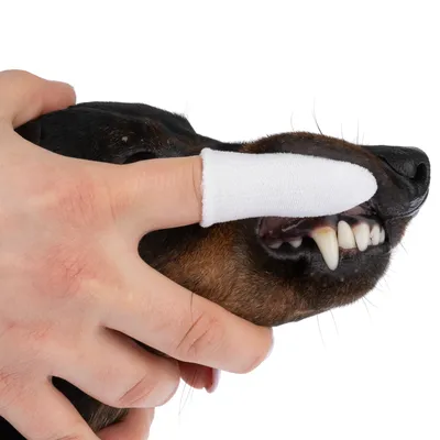 Hand with finger toothbrush cleaning a dog's teeth.