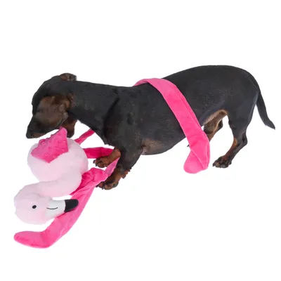 Pies bawi się różowym pluszowym flamingiem, odpowiedni do interaktywnej zabawy.