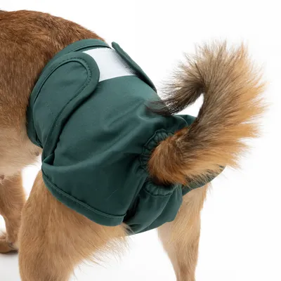 Cane con pannolino verde per cani con fascia elastica e chiusura in velcro. Il prodotto mostra la vestibilità e il design del pannolino.