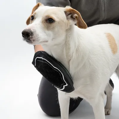 Dog being brushed on the neck with a black grooming brush, held by a person in grey clothing.