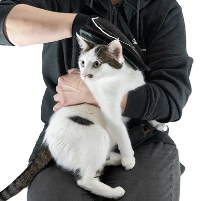 Person holding a cat with a black protective glove, suitable for safe handling of animals.