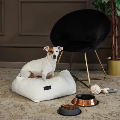 Perro sentado sobre un cojín blanco, junto a comederos de cobre y plástico y un juguete de cuerda. Fondo: silla negra y planta.