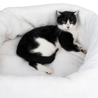Schwarz-weisse Katze liegt in einem weissen, flauschigen Haustierbett.