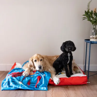 Two dogs lying on a colourful dog bed with blue-red design in a room with wooden floor and decoration.