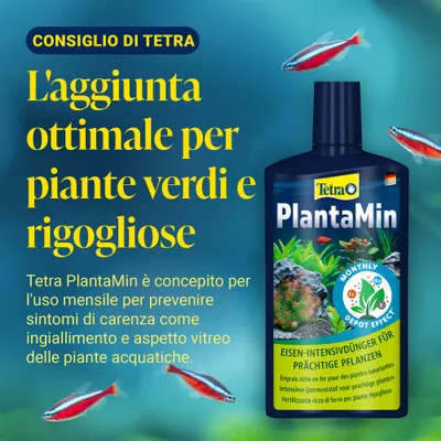 Tetra PlantaMin fertilizzante intensivo al ferro per piante rigogliose. Aggiunta ottimale per piante d'acquario verdi e lussureggianti. Si consiglia l'applicazione mensile. Tetra PlantaMin fertilizzante intensivo al ferro per piante rigogliose. Aggiunta ottimale per piante d'acquario verdi e lussureggianti. Si consiglia l'applicazione mensile.