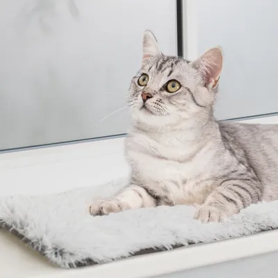 Pisică gri stă pe o saltea moale și pufoasă în fața unei ferestre. Produsul prezintă o suprafață de odihnă confortabilă pentru animale de companie.