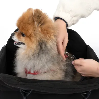Hund in einer schwarzen Transporttasche, der mit einem Sicherheitsclip am Geschirr befestigt wird.