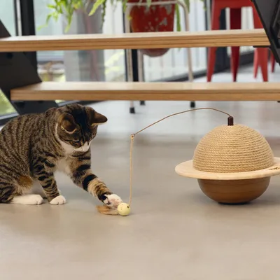 Designed by Lotte Kratzball Wiggly für Katzen