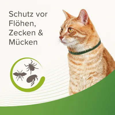 Schutz vor Flöhen, Zecken und Mücken. Abgebildet ist eine Katze mit einem grünen Halsband und Symbolen für Insekten.
