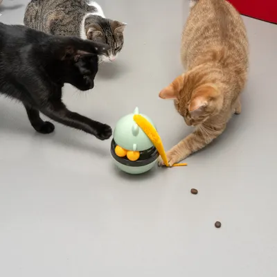Three cats play with a green interactive toy that dispenses treats. Two treats are on the floor.