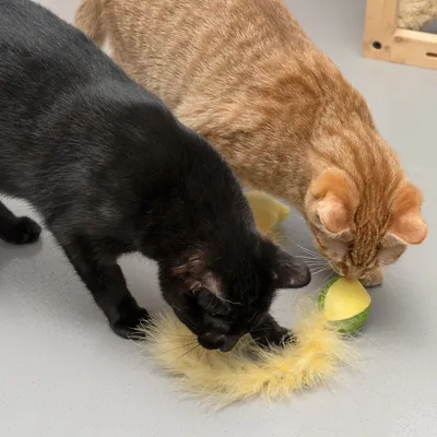 Svart och röd katt leker med en gulgrön leksak med fjäder.