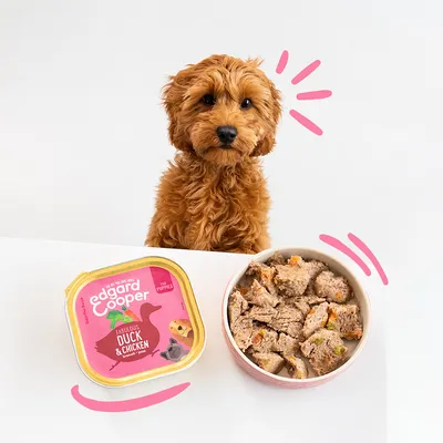 Edgard & Cooper Fabulous Duck & Chicken natvoer voor puppies, verpakking en bakje met voer zichtbaar naast een bruine pup.