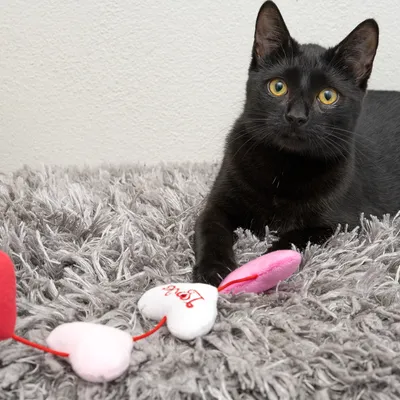 Svart katt på grå matta med leksak av röda och vita hjärtformer, sammanbundna med ett rött band.