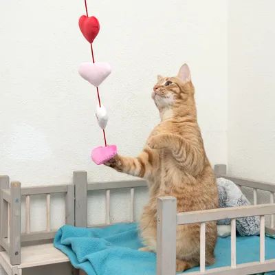 Röd katt leker med en hängande leksakskedja av hjärtformade tygdelar i rött, rosa och vitt. Leksaken hänger över en liten träsäng med blå filt.