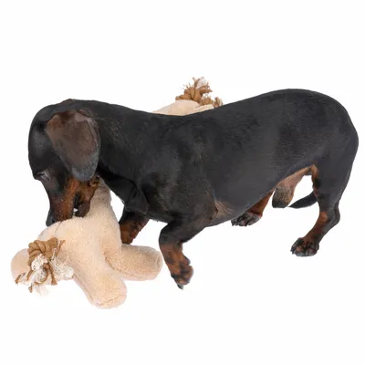 Hund spielt mit einem beigen Plüschspielzeug in Form eines Teddybären.