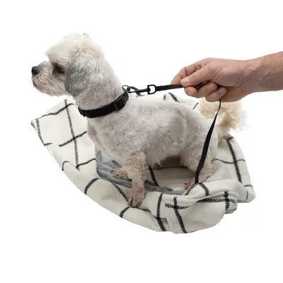 Petit chien blanc avec collier noir et laisse, assis sur une couverture à carreaux tenue par une main humaine. Aucun texte ou marque visible.