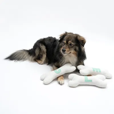 Hund liegt neben drei weissen Knochen-Spielzeugen mit grünen Buchstaben G, L und E.
