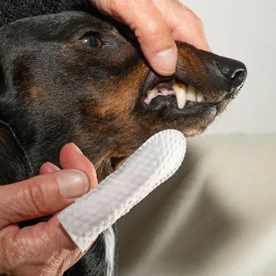 Hand reinigt die Zähne eines Hundes mit einem weissen Reinigungstuch.
