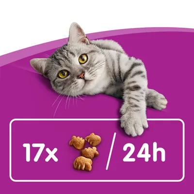 Kuvassa harmaa raidallinen kissa ja teksti: 17x / 24h sekä kissanmuotoisia nappuloita. Näyttää ruokintasuosituksen vuorokaudessa. Kuvassa harmaa raidallinen kissa ja teksti: 17x / 24h sekä kissanmuotoisia nappuloita. Näyttää ruokintasuosituksen vuorokaudessa.