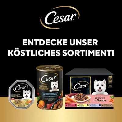 Cesar Portionsbeutel in Gelee Senior 10+