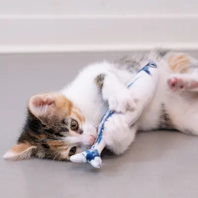 Kitten playing with a blue and white fabric fish-shaped toy on the floor.
