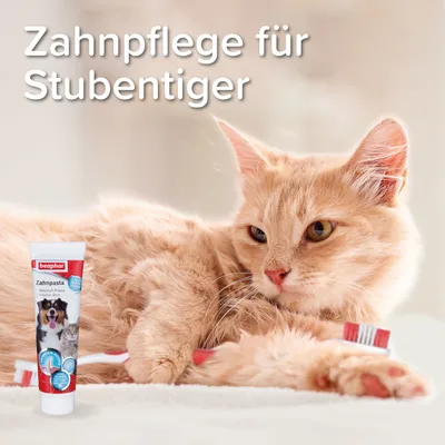 Beaphar Zahnpasta für Katzen, unterstützt die Zahnpflege und reduziert Plaque. Text: Zahnpflege für Stubentiger.