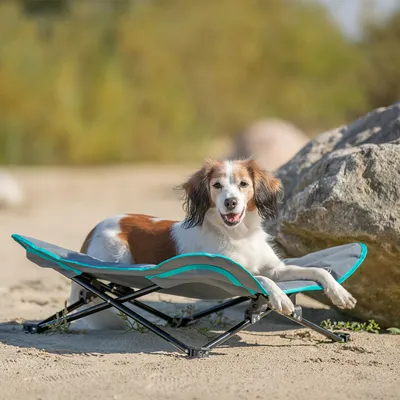 Klappbares Hundebett mit Metallrahmen und gepolsterter Liegefläche, geeignet für den Außenbereich.