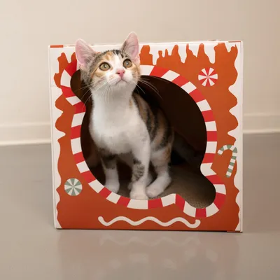 Kartonhaus mit orange-rotem Design und Süssigkeiten-Motiven. Katze schaut aus dem ovalen Eingang heraus.