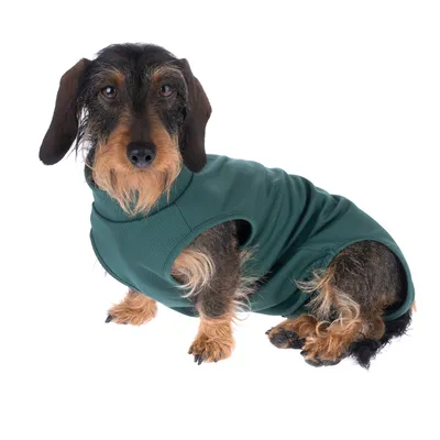 Perro con abrigo verde para perro, adecuado para condiciones de clima frío.