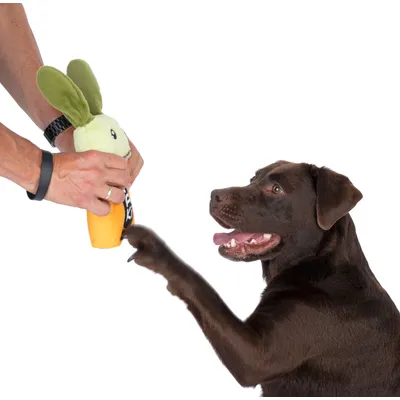 Brun hund interagerar med ett plyschleksak i form av en morot som hålls av en person.