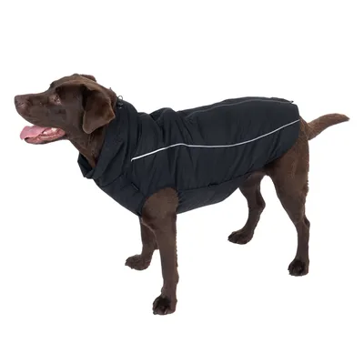 Chien marron portant un manteau noir avec bande réfléchissante visible sur le côté. Manteau couvrant le dos et le cou du chien.