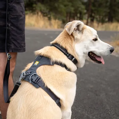 Dog with black harness and lead, suitable for walks. Harness features sturdy buckles and reflective stripes.