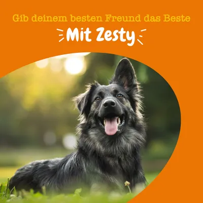 Text: Gib deinem besten Freund das Beste. Mit Zesty. Bild eines glücklichen schwarzen Hundes im Freien.
