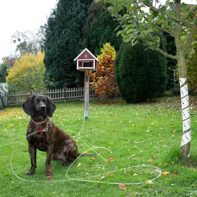Chien attaché à une longe métallique reliée à un arbre dans un jardin, collier rouge visible. Nichoir en bois sur poteau à l’arrière-plan.