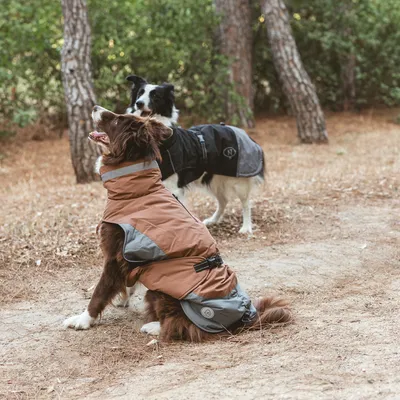 Deux chiens portant des manteaux pour chien, l’un marron et gris avec bandes réfléchissantes, l’autre noir et gris, assis et debout en extérieur sur un chemin forestier.