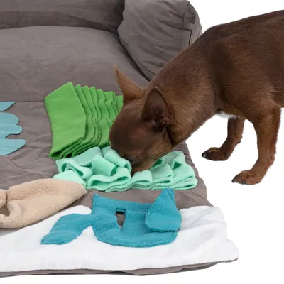 Small brown dog sniffs a snuffle mat with green, blue and beige fabric elements on a grey surface.