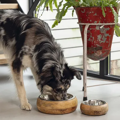 Hund frisst aus einem Holzfutternapf mit Edelstahlschale, daneben ein kleinerer Napf. Aufschrift auf den Näpfen: Designed by Lotte.